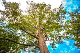 Best Tree Health Inspection  in New Boston, TX