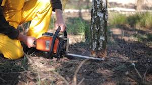 Best Tree and Shrub Care  in New Boston, TX