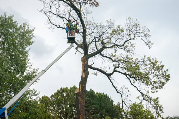 Best Tree Mulching  in New Boston, TX