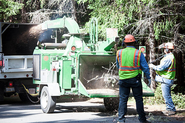 Best Tree Trimming and Pruning  in New Boston, TX