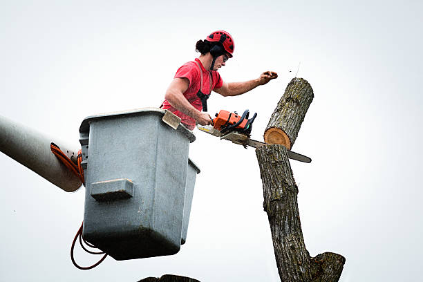 Best Tree Maintenance Programs  in New Boston, TX